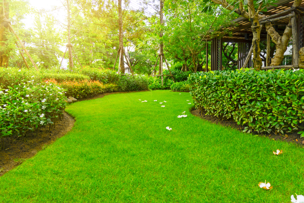 Smart lawn Care Homepage Image of a lawn